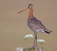 Siyah kuyruklu Godwit cropped.jpg