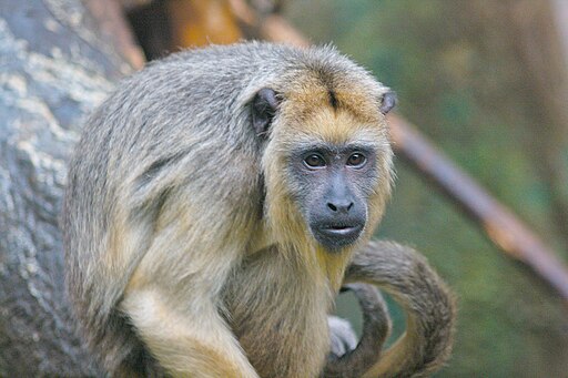 Black Howler Monkey Portrait 1