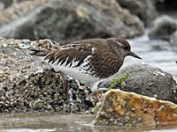 Turnstone, Black Arenaria melanocephala