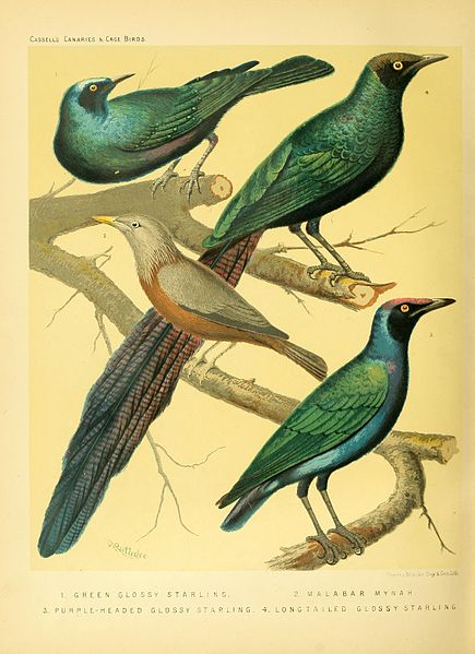 File:Blakston Swayzland Wiener Starlings.jpg