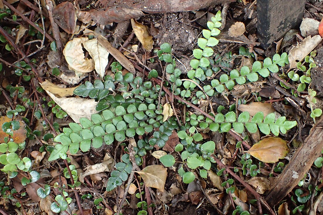 Austroblechnum