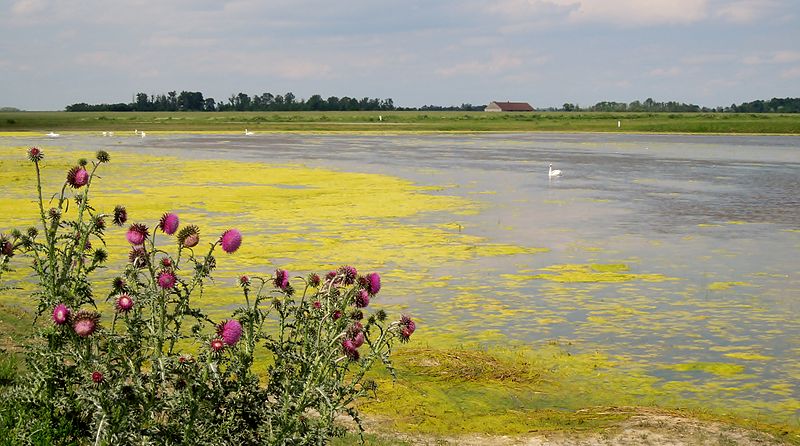 File:Blick auf die Lange Lacke mit Algendecke und einigen Schwänen, im Vordergrund die Nickende Distel (Carduus nutans). 02.JPG