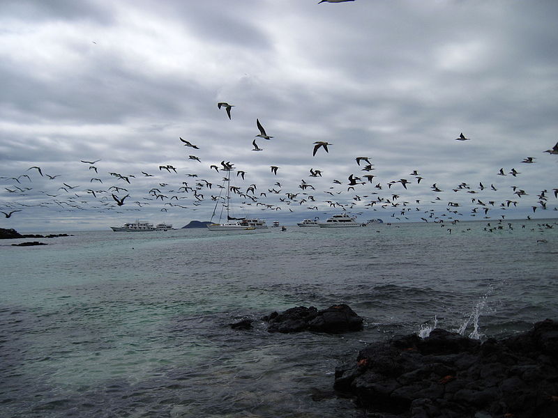 File:Blue-footed boobies group fishing.JPG