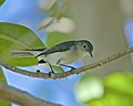 Thumbnail for File:Blue-gray Gnatcatcher looks down.jpg