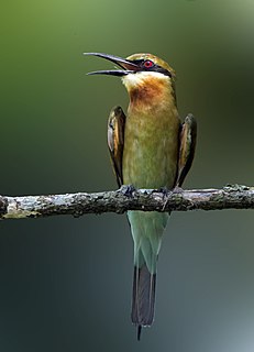 Blue-tailed bee-eater species of near-passerine bird in the bee-eater family Meropidae