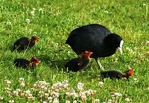 a Eurasian Coot Family