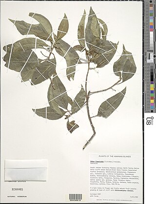<i>Bobea timonioides</i> Species of plant