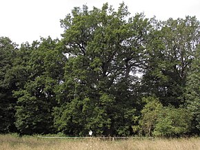 Bean countries oak