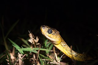 <i>Boiga wallachi</i> Species of snake