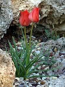 Boukhara Tulipe - Flickr - treegrow.jpg