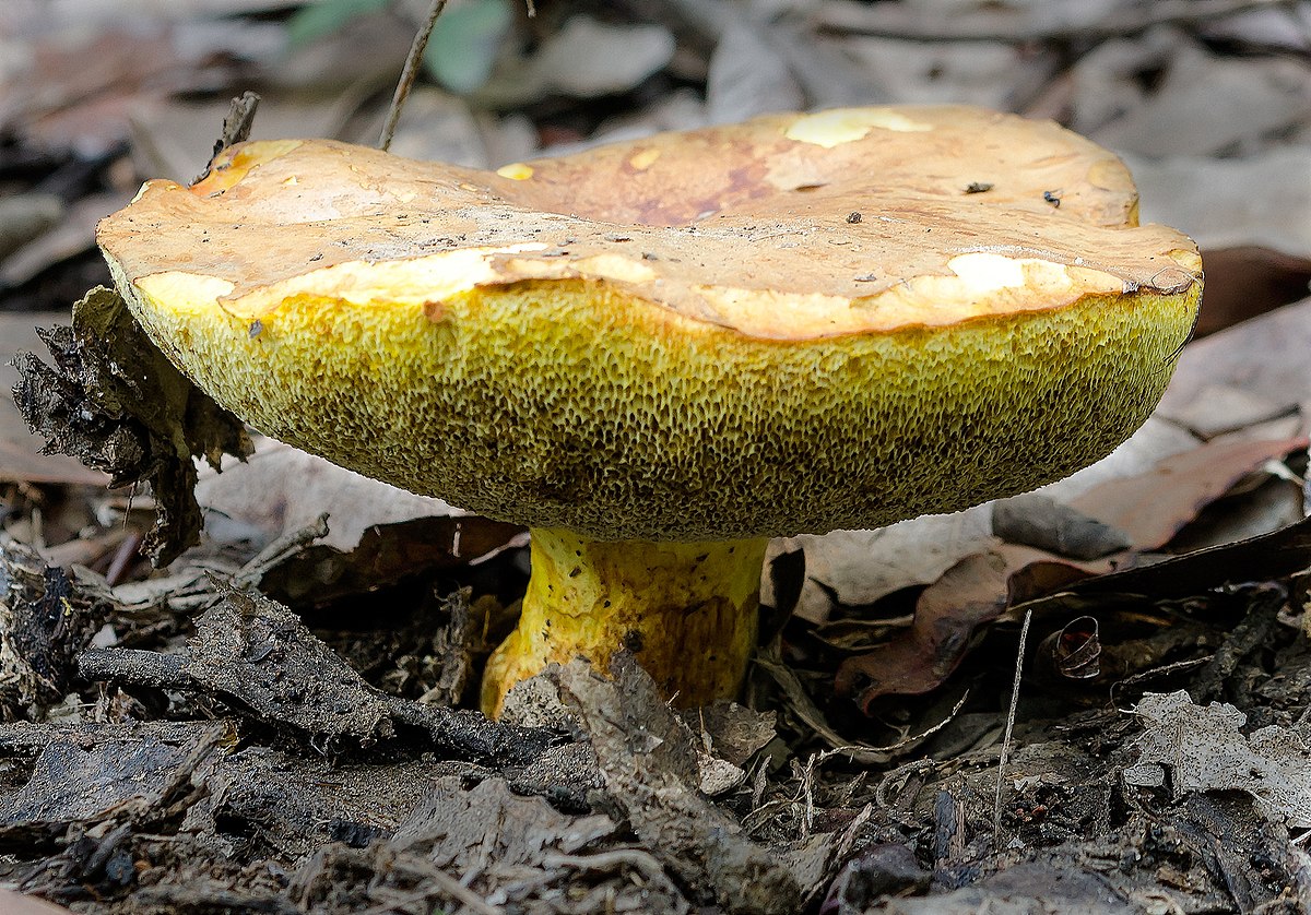 Cómo hacer los boletus