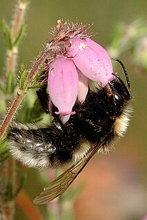 <i>Bombus barbutellus</i> Species of bee