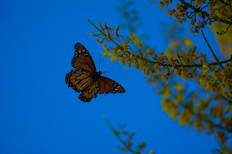 File:Borboleta-monarca.jpg