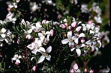 Boronia citriodora жапырақтары мен гүлдері.jpg