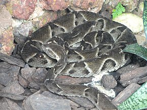 Descrição da imagem Bothrops moojeni - Jardim Zoológico de Brasília - DSC09978.JPG.