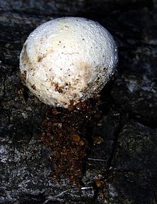 Young fruit body before the outer peridium has sloughed off Bovista pila 118894.jpg