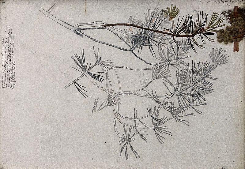 File:Branches of scots pine (Pinus sylvestris) and reduced tree b Wellcome V0043571.jpg