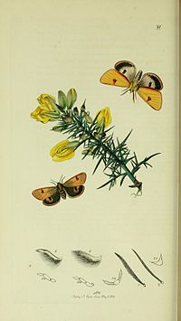Illustration from John Curtis's British Entomology Volume 5 Britishentomologyvolume5Plate21.jpg