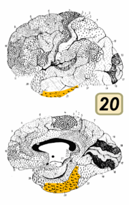 Brodmann Cytoarchitectonique 20.png