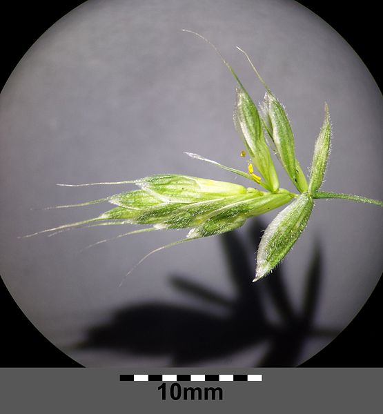 File:Bromus hordeaceus subsp. hordeaceus sl18.jpg