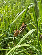 An adult Brood X cicada and exuviae in Columbus, Ohio (May 21, 2021)