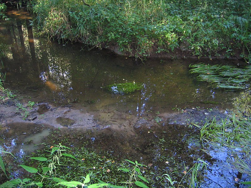 File:Brook in the wood - panoramio - DerFritzX (1).jpg