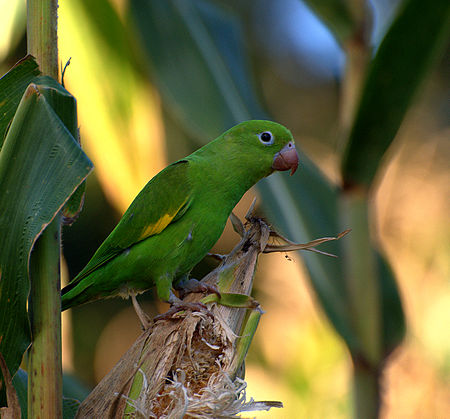 Brotogeris chiriri