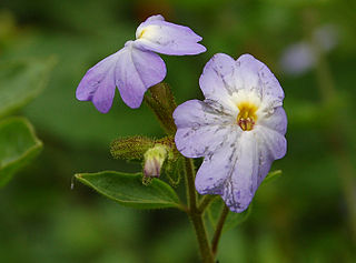 <i>Browallia americana</i> Species of flowering plant