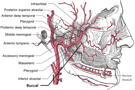Buccal artery.png