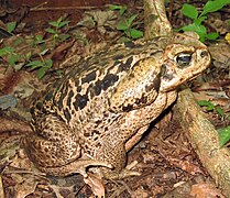 Bufo schneideri01c.jpg