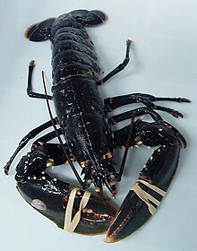 European lobster with cut antennae Bugre europeu.jpg