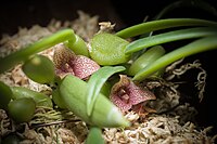 Bulbophyllum pictum C.S.P.Parish & Rchb.f., Trans. Linn. Soc. London 30- 150 (1874) (39750639042).jpg