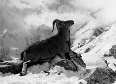 Bundesarchiv Bild 135-S-06-24-35, Tibetexpedition, Erlegter Blauschafwidder.jpg