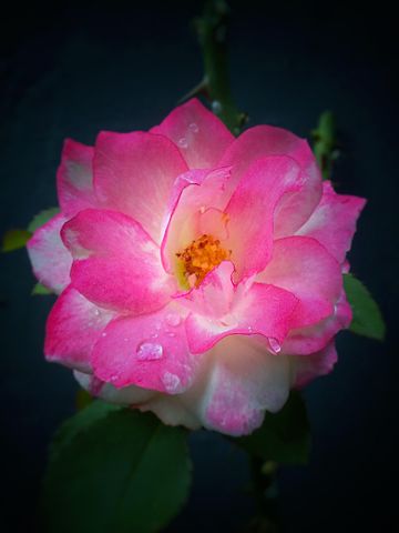 File Bunga Mawar Jpg Wikimedia Commons