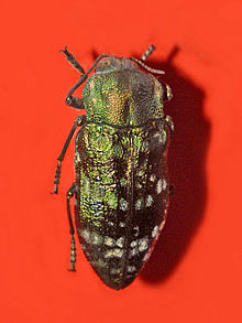 Buprestidae - Chalcopoecila ornata.jpg