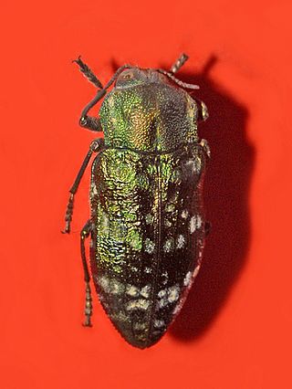 <i>Chalcopoecila ornata</i> Species of beetle