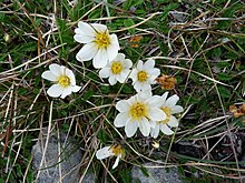 Mountain Avens