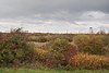 Arbustoj, Okcidenta Thurrock Marĉoj - geograph.org.uk - 1594209.jpg