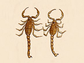 Descrizione di Buthidae - Odontobuthus doriae.JPG image.