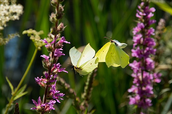 Butterfly ballet