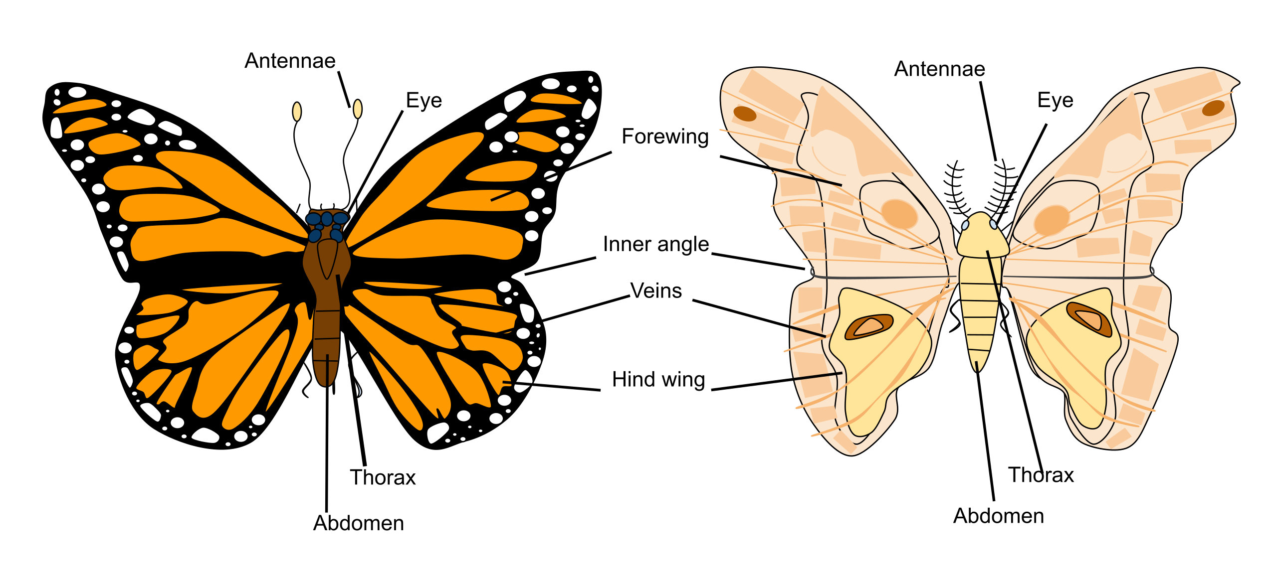 Download File Butterfly Vs Moth Anatomy Svg Wikimedia Commons
