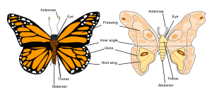 Comparison of moth and butterfly dorsal anatomy. Butterfly vs moth anatomy.svg