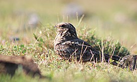 Cabak kota (Caprimulgus affinis)