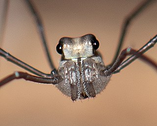 Myth: A daddy-longlegs is a kind of spider