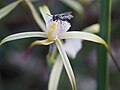 Caladenia denticulata subsp. denticulata