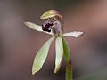 Caladenia iridescens flower