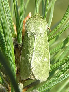 <i>Calamia tridens</i> Species of moth