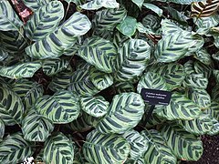 Calathea makoyana