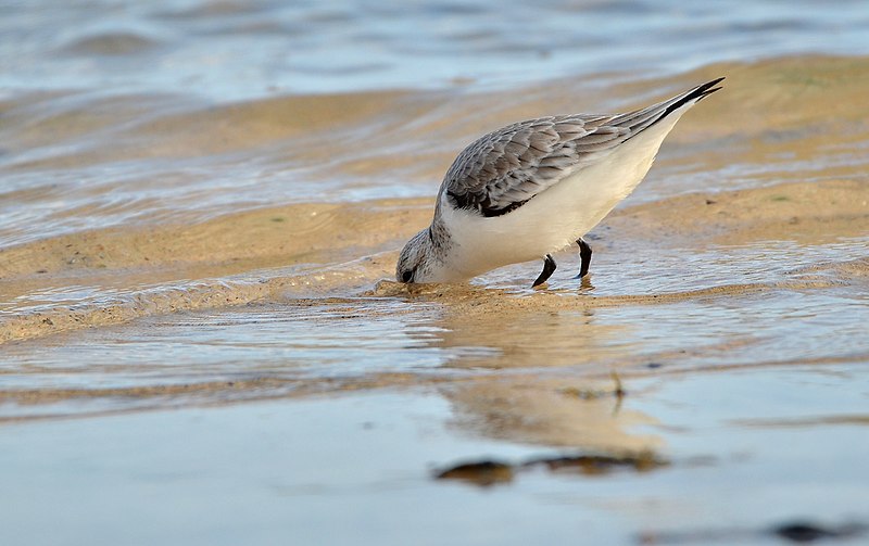 File:Calidris alba - 6247.jpg