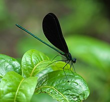 Calopteryx maculata P1010017a.jpg